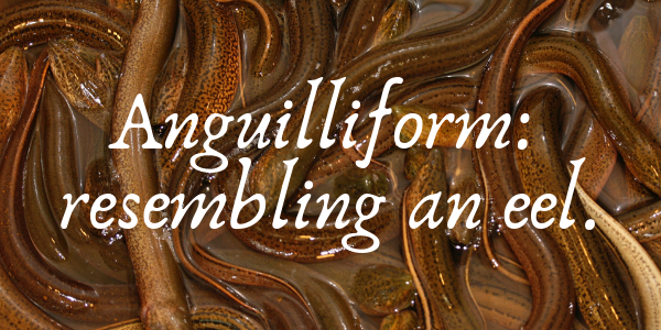 Proofreading Course Weird Word of the Week. Anguilliform: resembling an eel.
